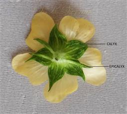  Flower- See Calyx and Epicalyx
